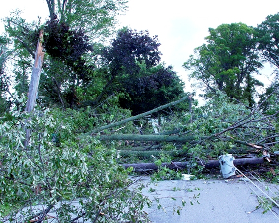 Fallen trees, an electrical pole, power lines, and a transfer block a road